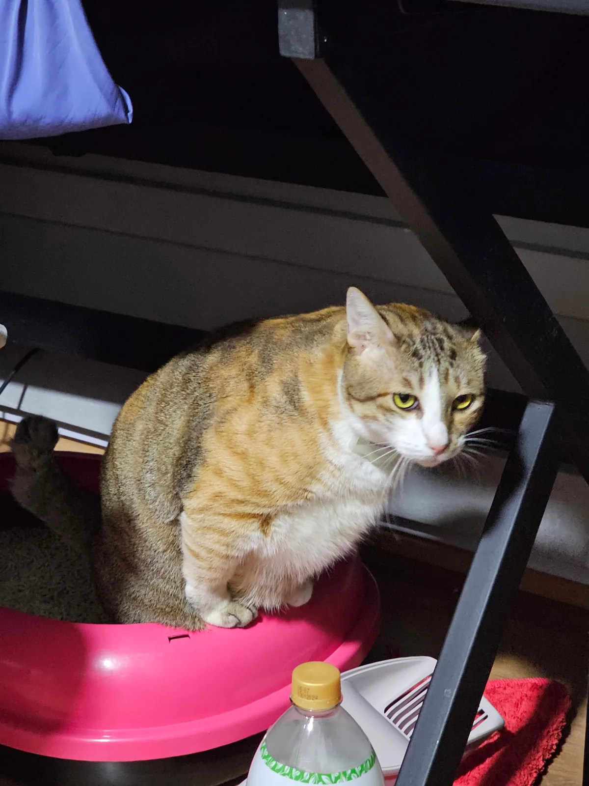 Privacy, please (photo 5 of 14)
