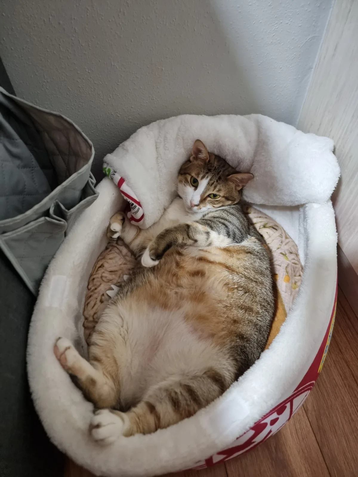 Noodle bowl nap (photo 8 of 14)