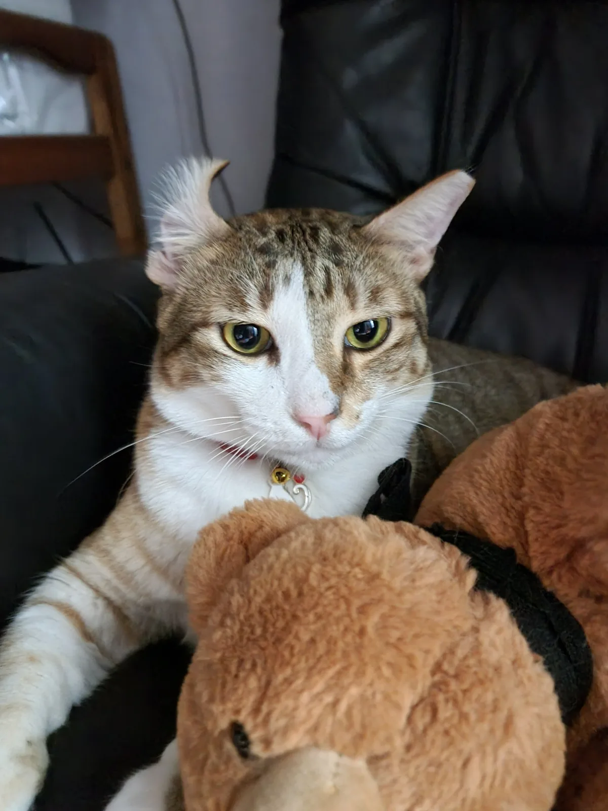 Guarding the teddy (photo 11 of 14)
