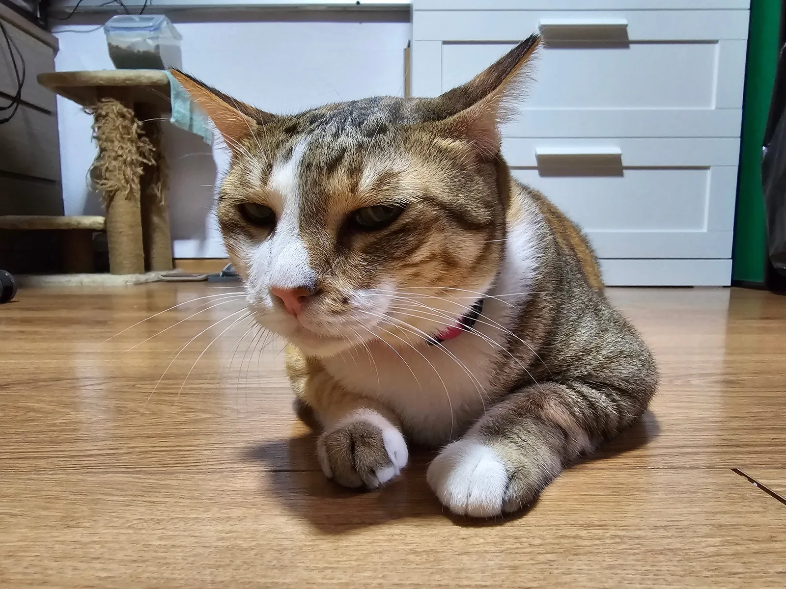 Unimpressed (photo 12 of 14)