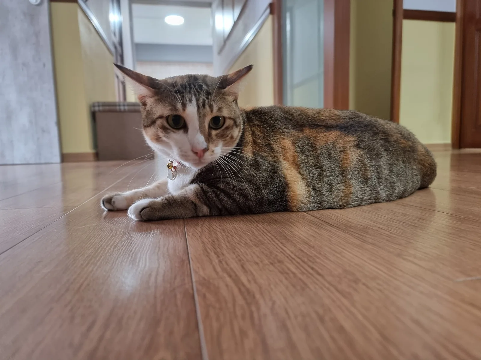 Loaf mode (photo 13 of 14)